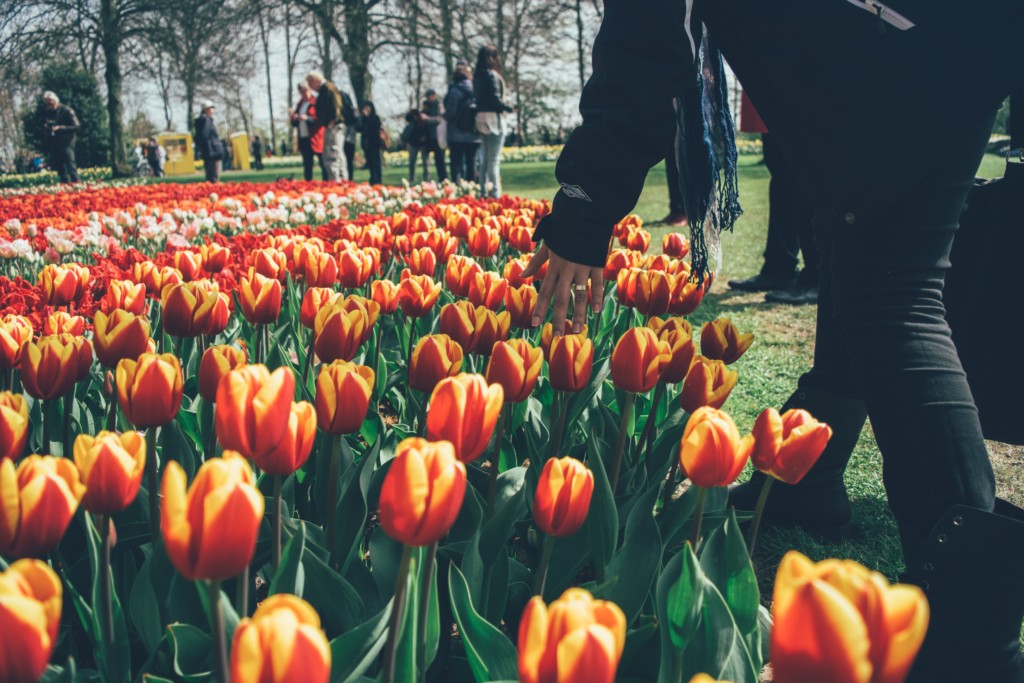 Nejznámější cibulofest Keukenhof již otevřen!