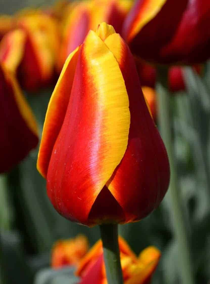 Dow Jones tulipán