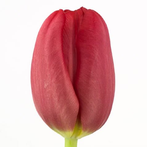 tulip_red_mark