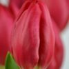 tulip_red_mark_2