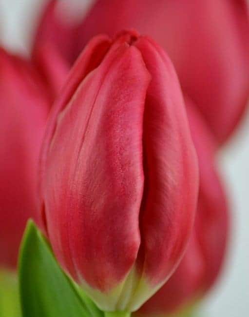 tulip_red_mark_2