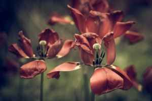 Odkvetlý tulipán