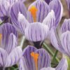 Crocus Pickwick