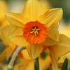 narcissus_mary_bohannon_2