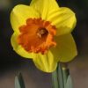 Narcissus Mary Bohannon