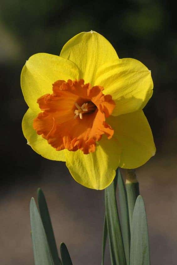 Narcissus Mary Bohannon