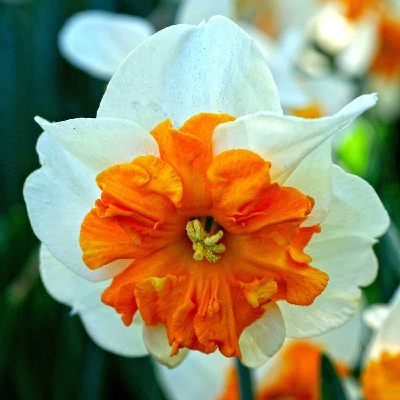 Narcissus Parisienne