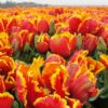 tulipa_bright_parrot_2