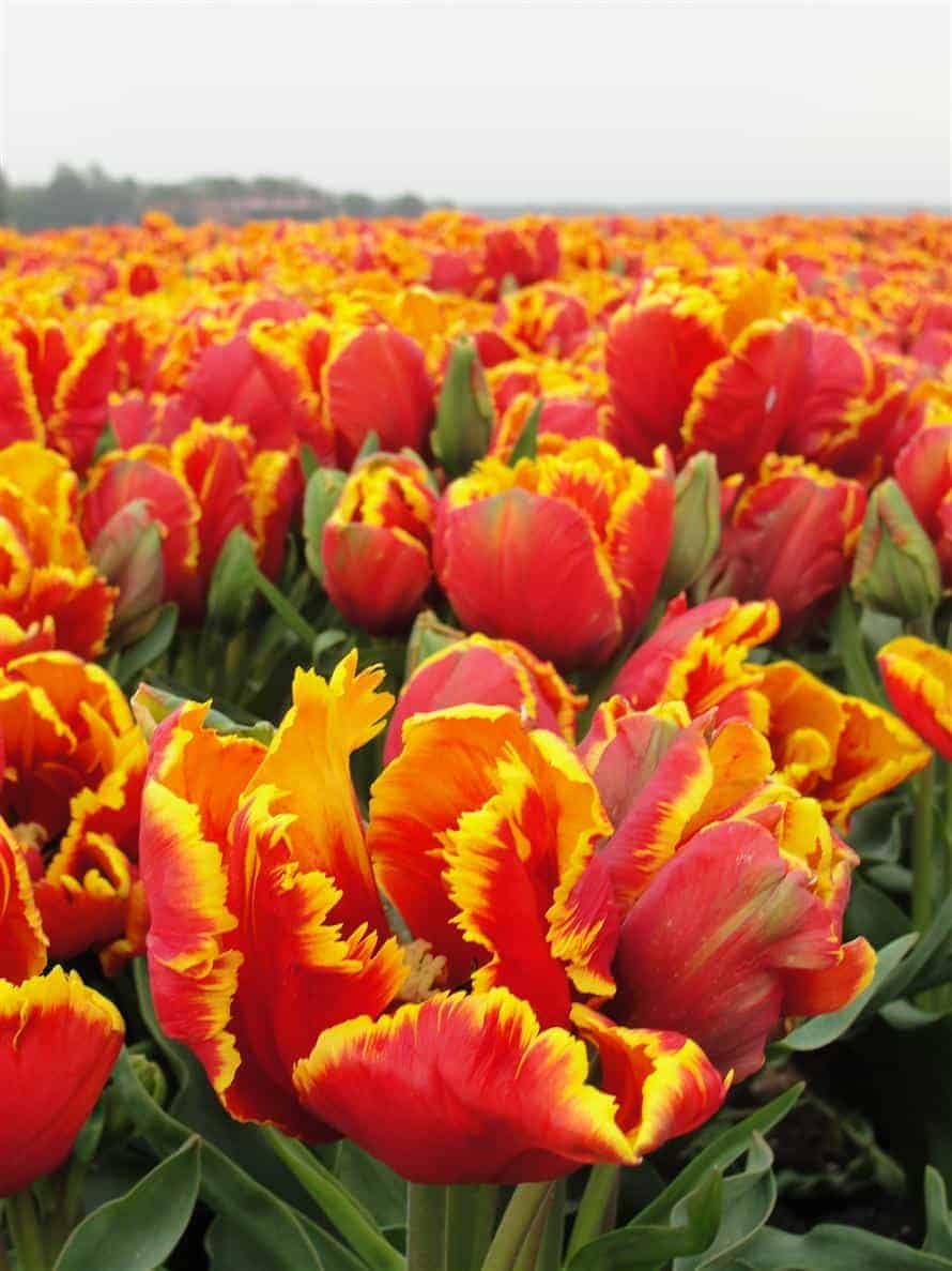 tulipa_bright_parrot_2