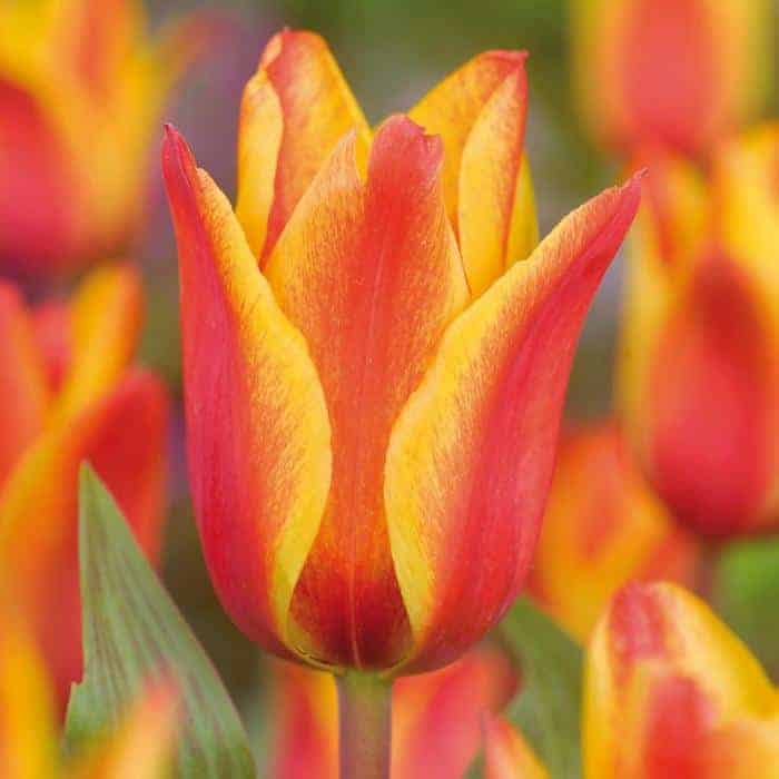 Tulipán Cape Cod