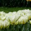 tulipa_exotic_emperor_7