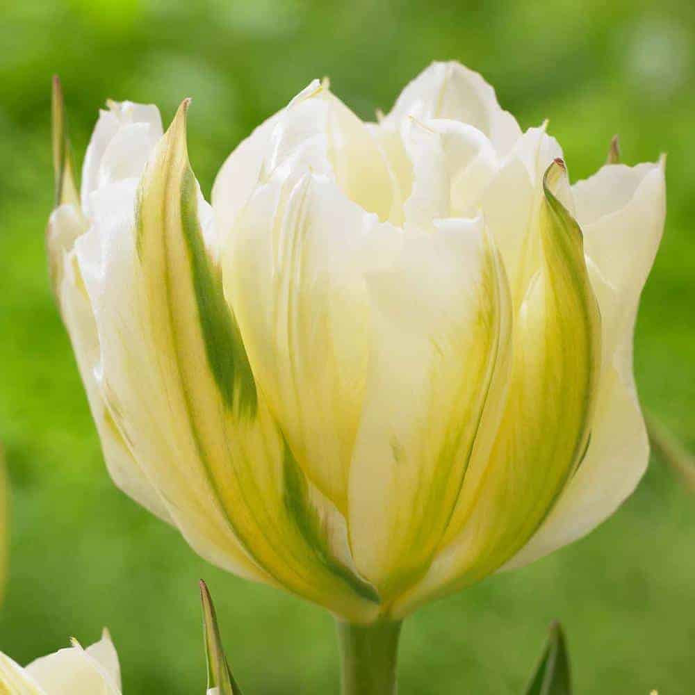 tulipa_exotic_emperor_8