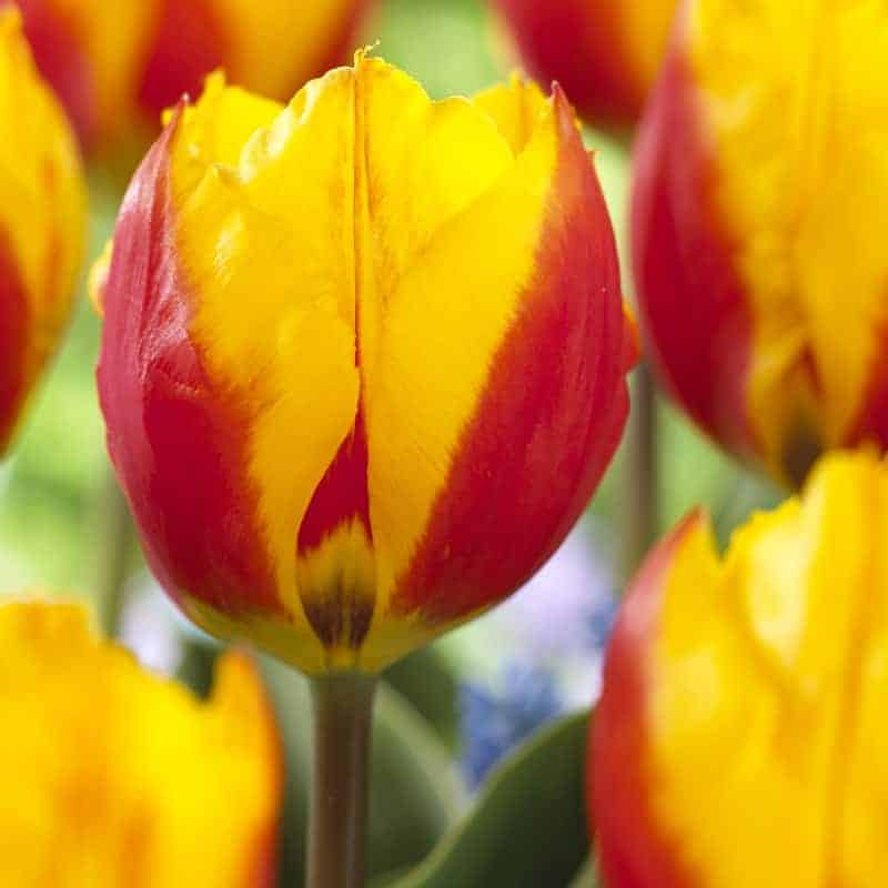 tulipa_flair_2