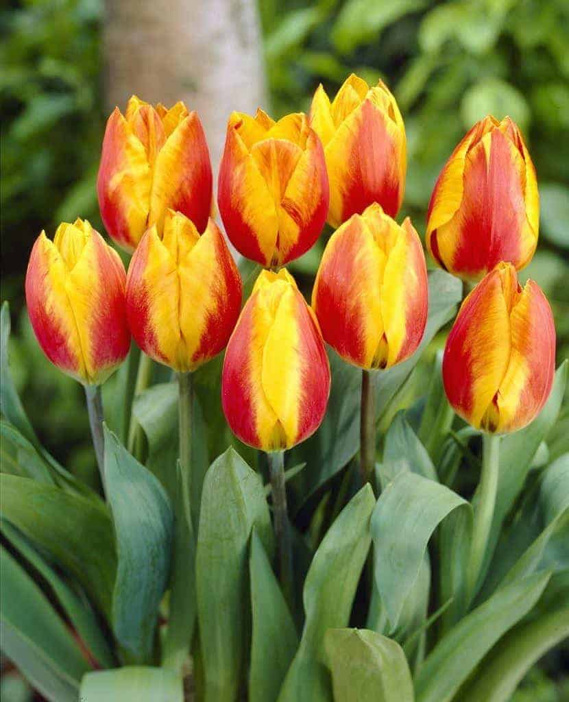 tulipa_flair_3