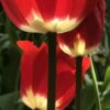 tulipa_fostery_king_2