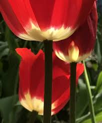 tulipa_fostery_king_2