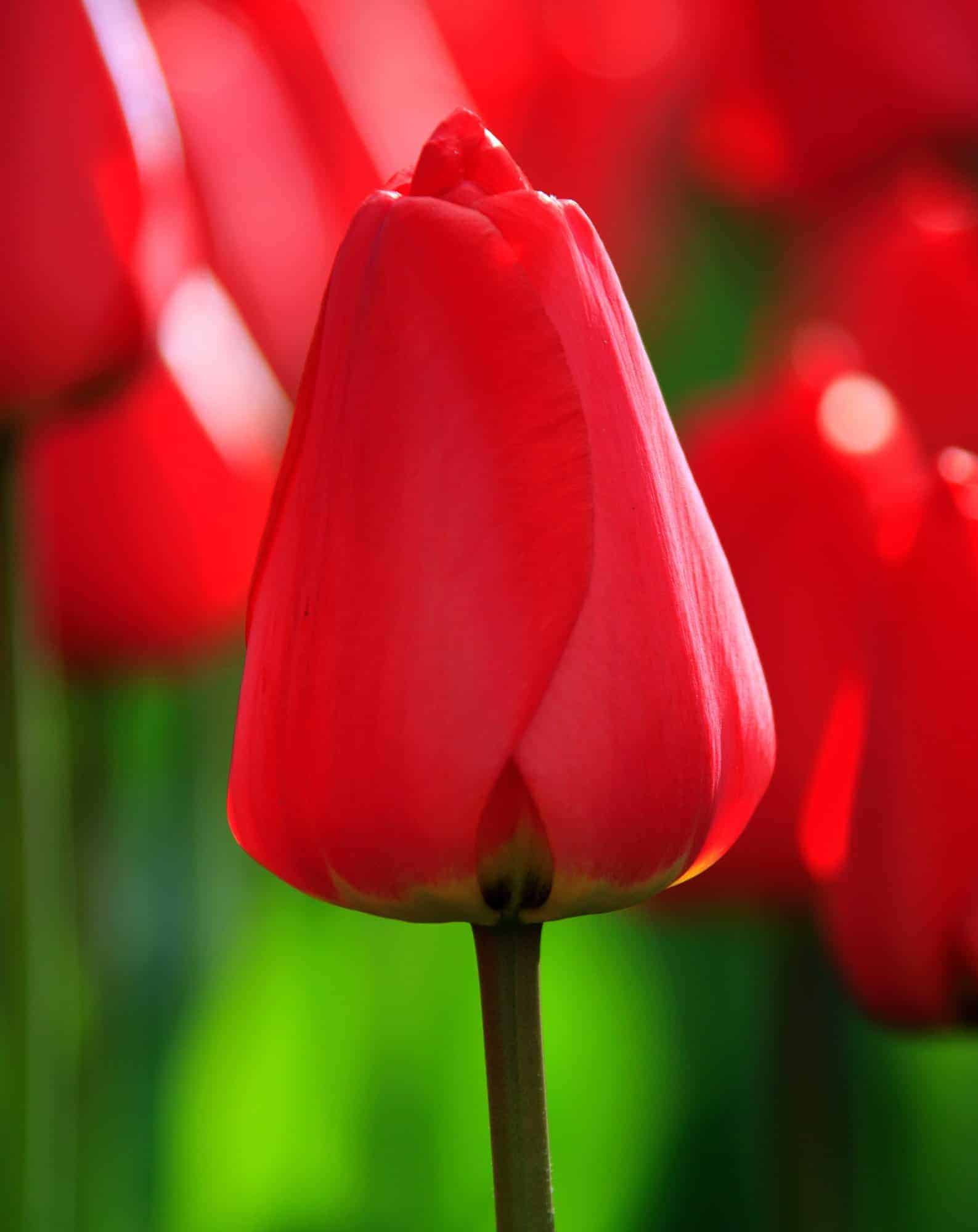 Tulipán Parade