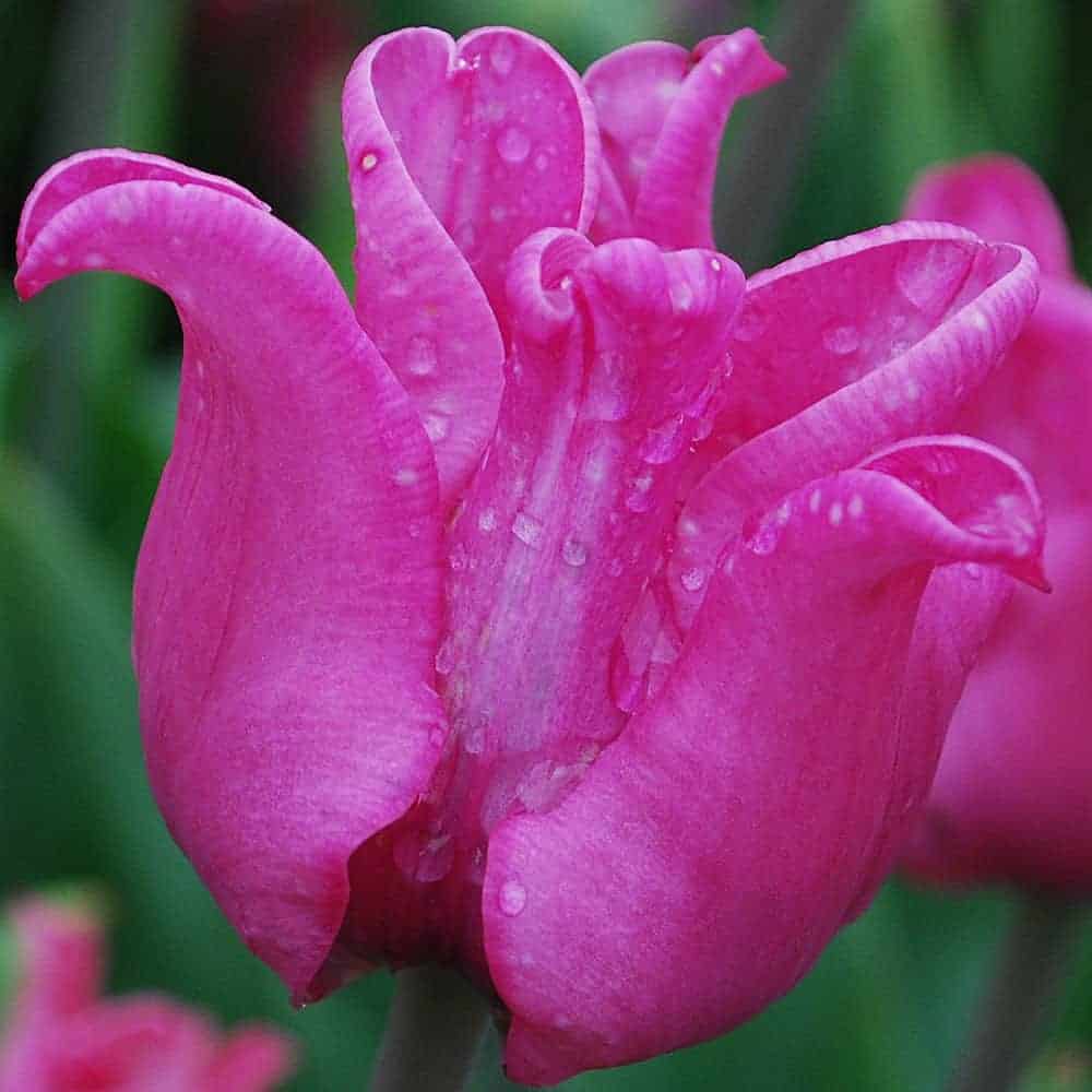 Tulipán Picture