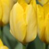 Tulipán Yellow Purissima