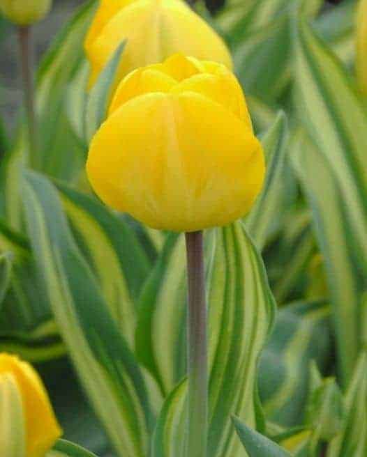 Tulipán Yellow Wave