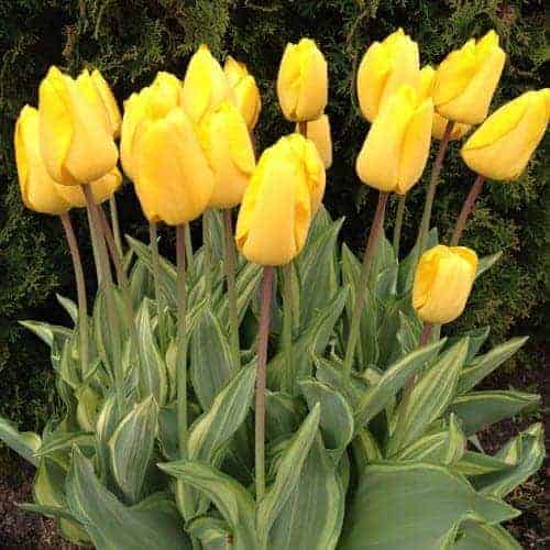 tulipa_yellow_wave_2