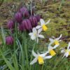 Fritillaria meleagris and Narcissus Jack Snipe IMG_3471