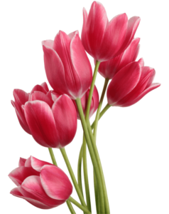 tulipany