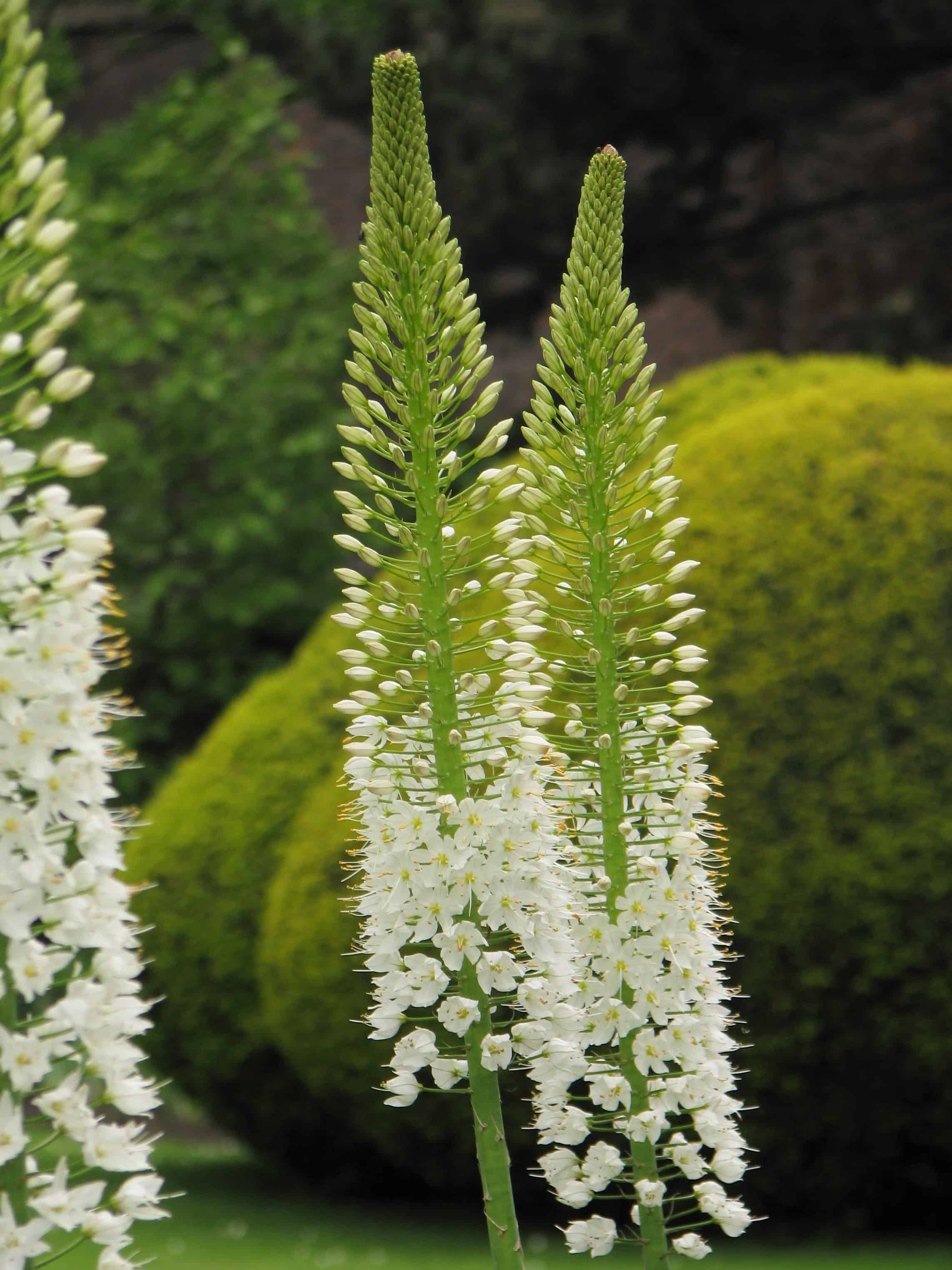 Eremurus robustus Cibule.cz