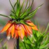 fritillaria_early_dream_1