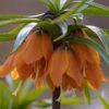 fritillaria_early_dream_3