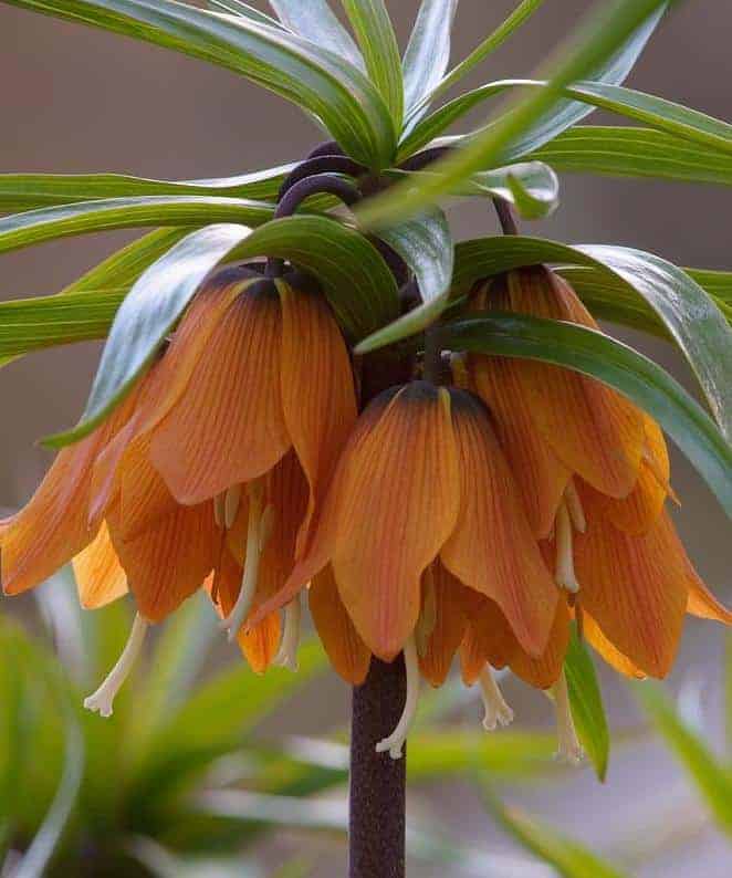 fritillaria_early_dream_3