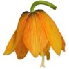 fritillaria_early_dream_5