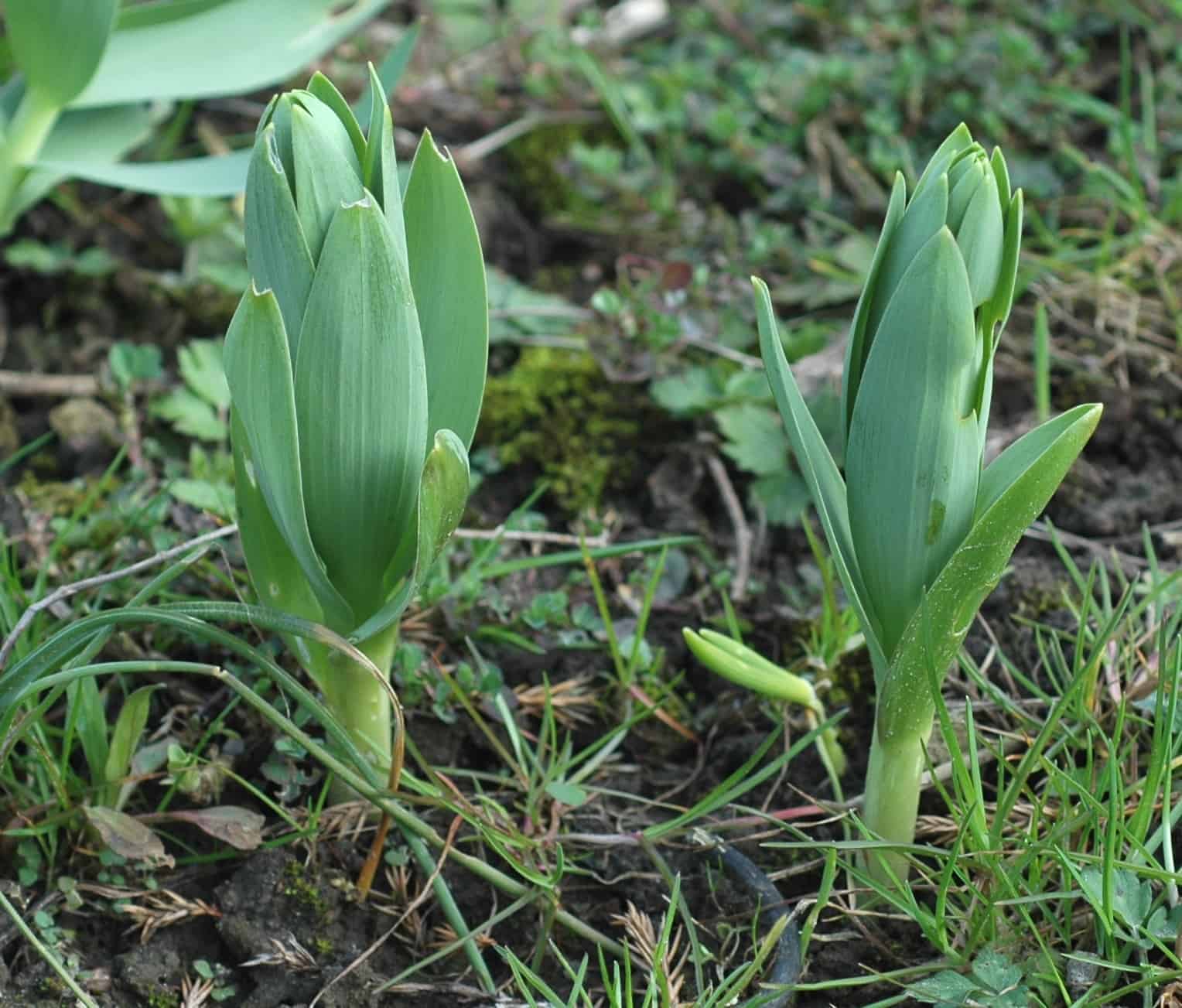 fritillaria_persica_3