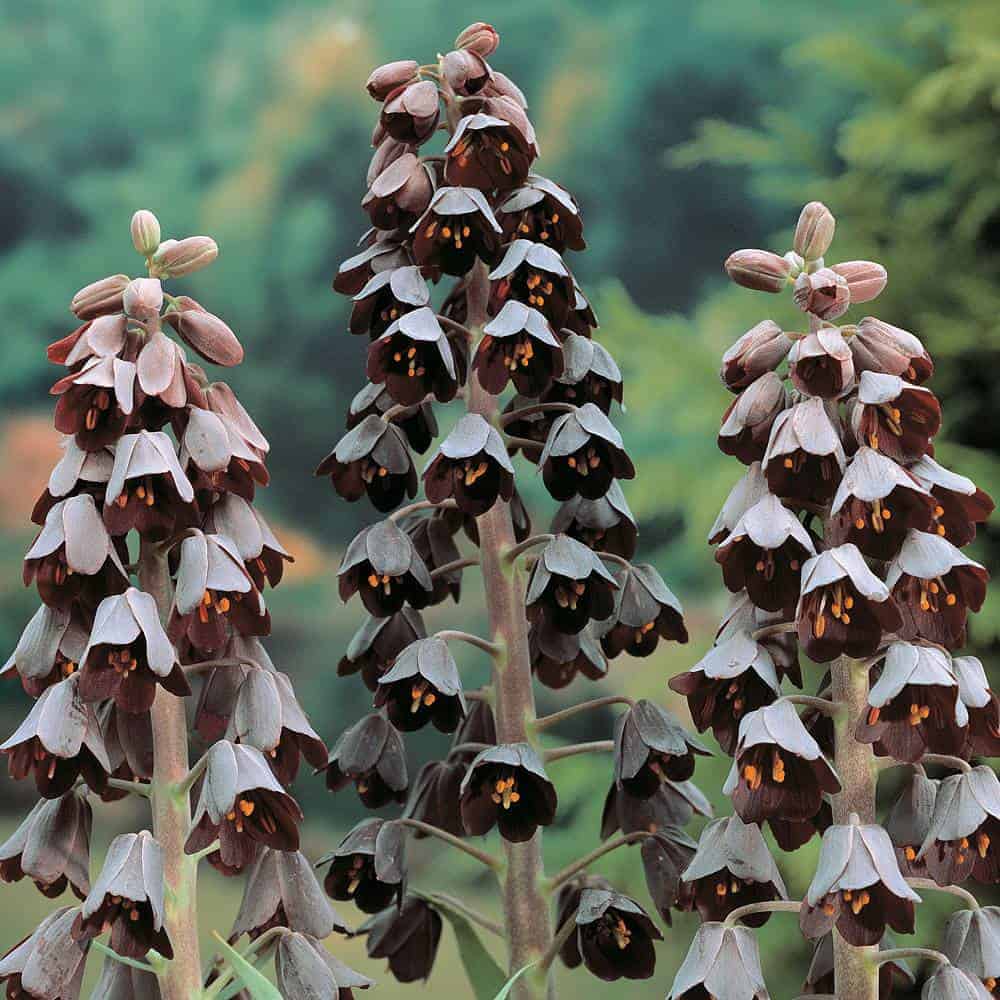 fritillaria_persica_5