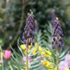 fritillaria_persica_twin_towers_tribute_3