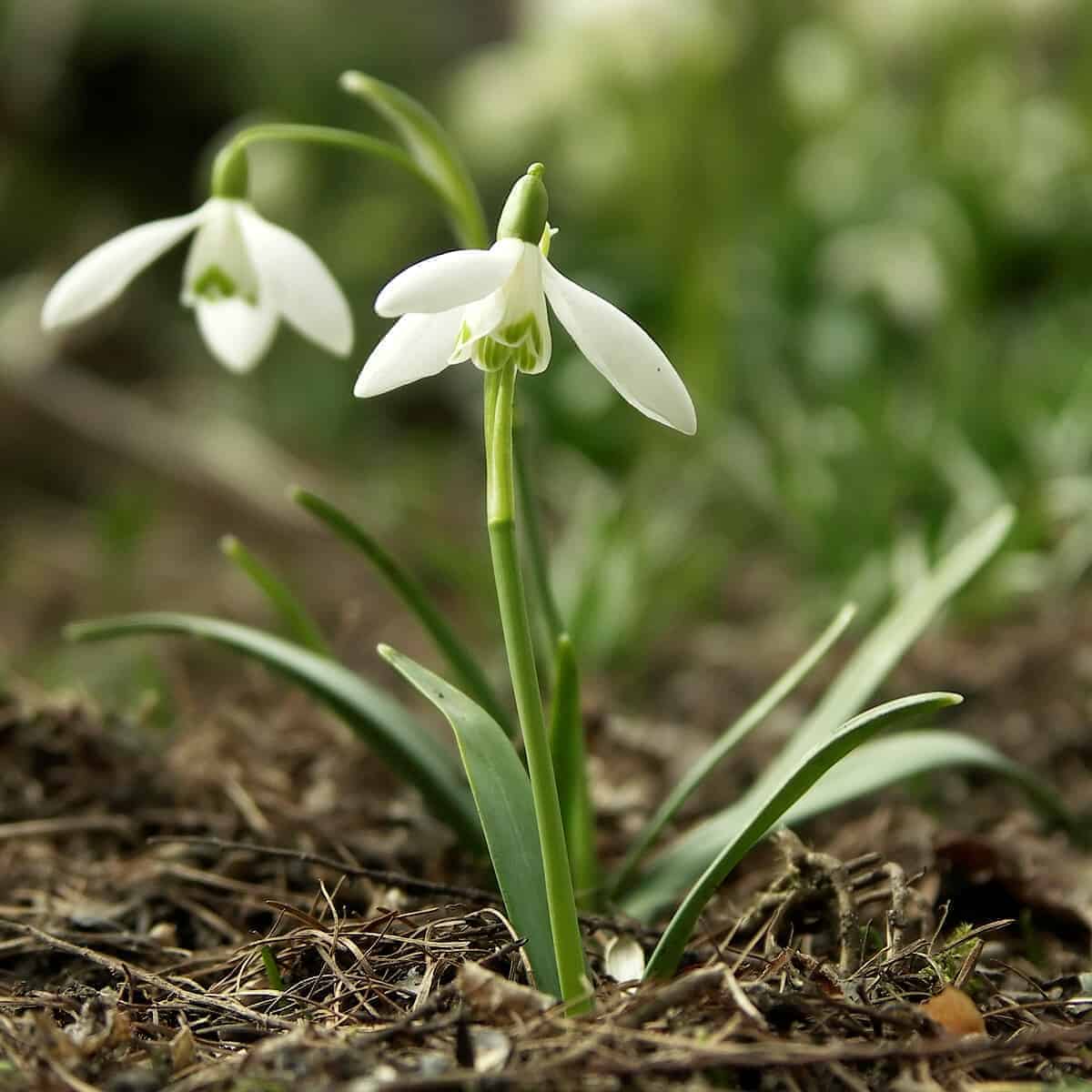 galanthus_nivalis_1