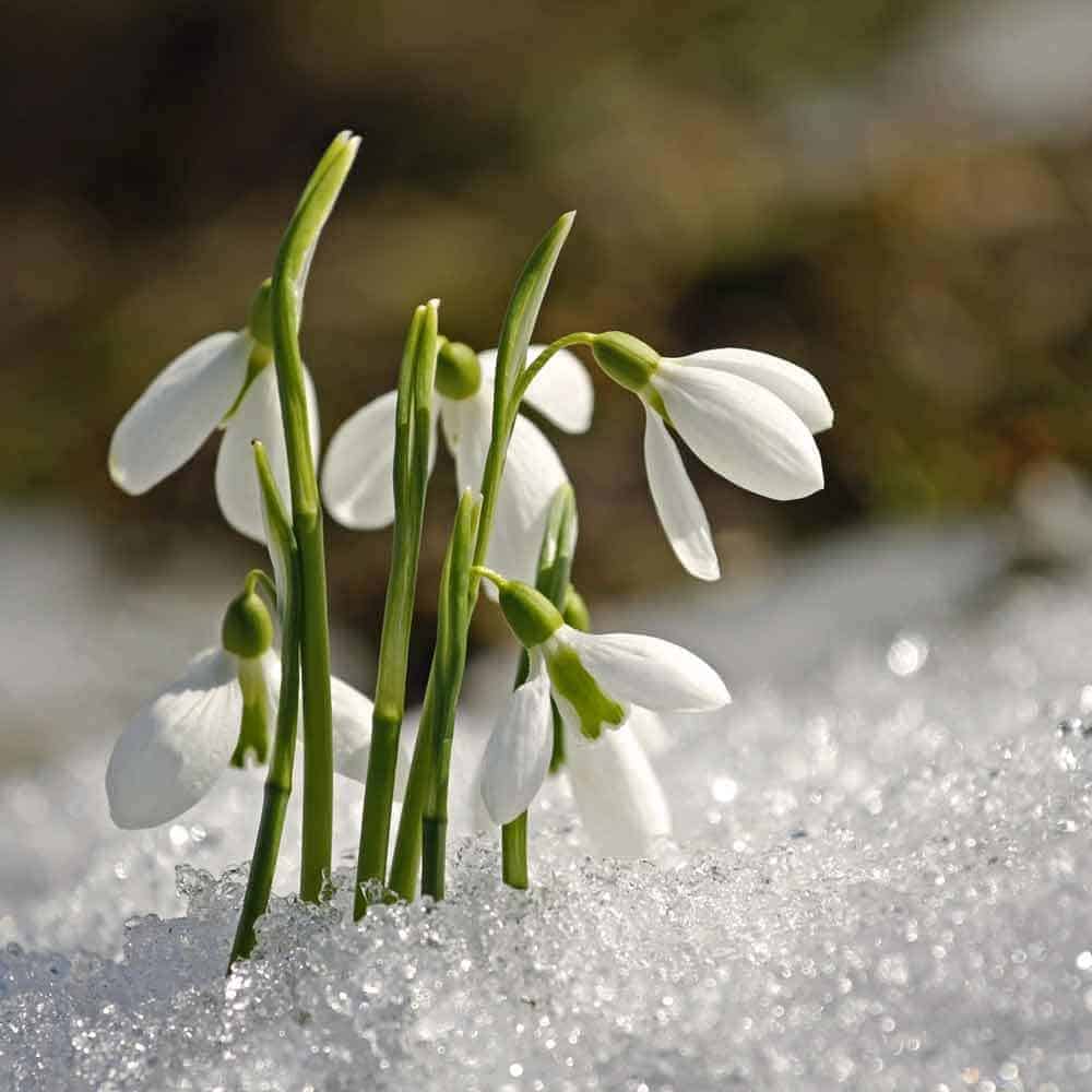 galanthus_nivalis_2