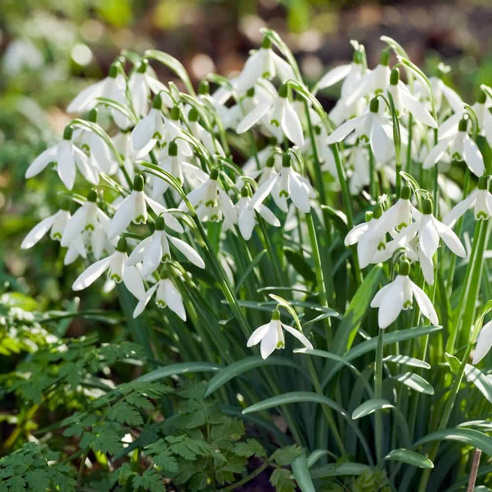 galanthus_nivalis_3