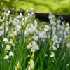 leucojum_aestivum_gravetye_giant_1