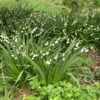 leucojum_aestivum_gravetye_giant_2