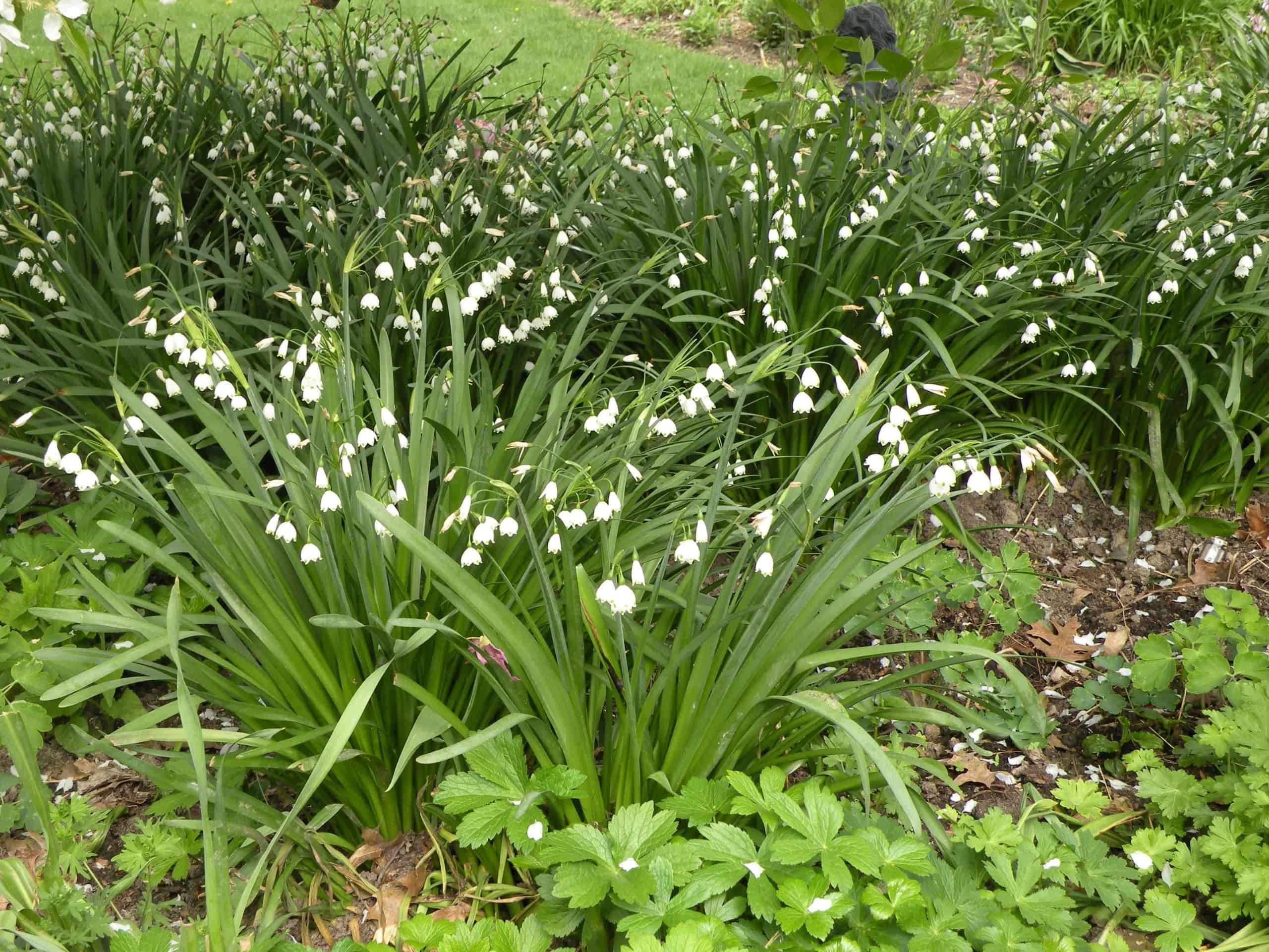 leucojum_aestivum_gravetye_giant_2