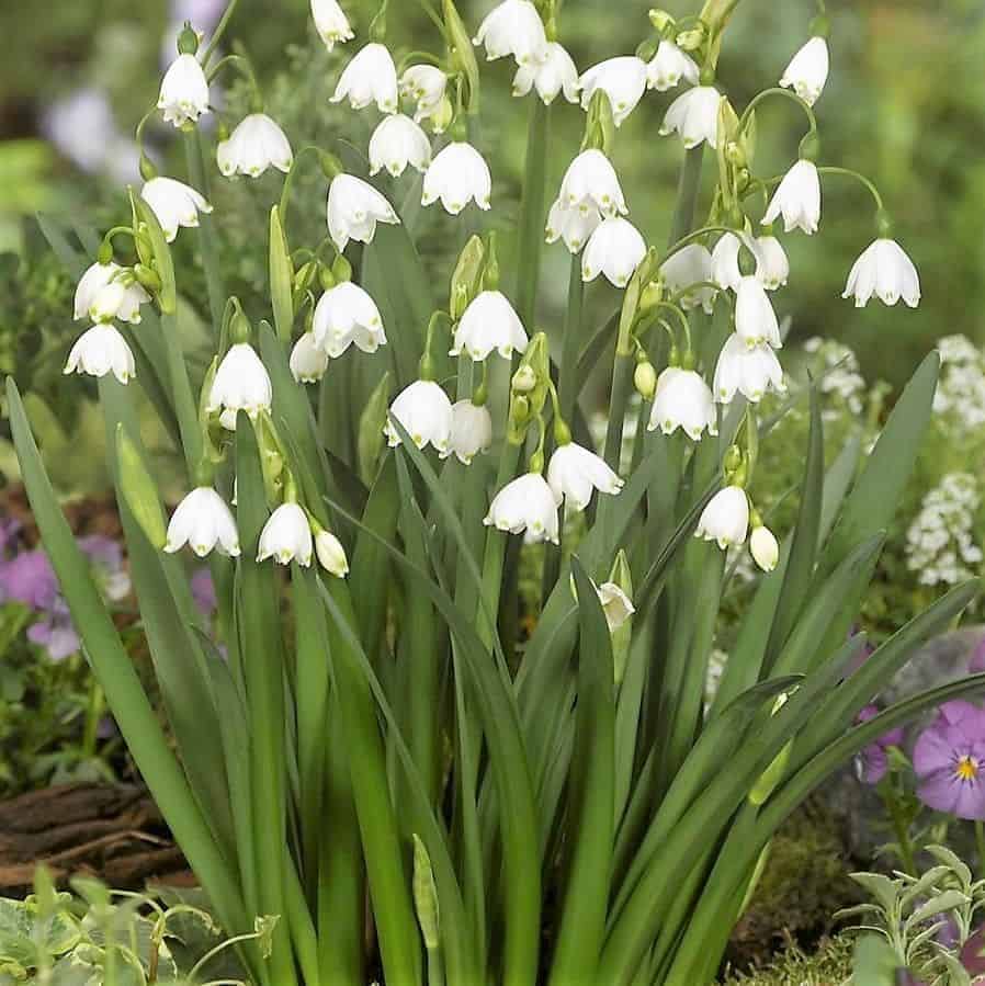 leucojum_aestivum_gravetye_giant_3