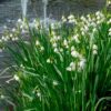 leucojum_aestivum_gravetye_giant_4