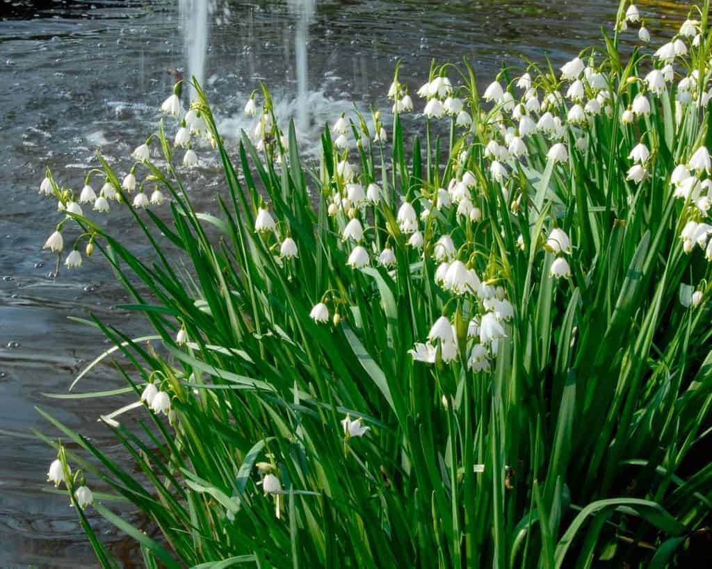 leucojum_aestivum_gravetye_giant_4