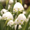 leucojum_aestivum_gravetye_giant_5