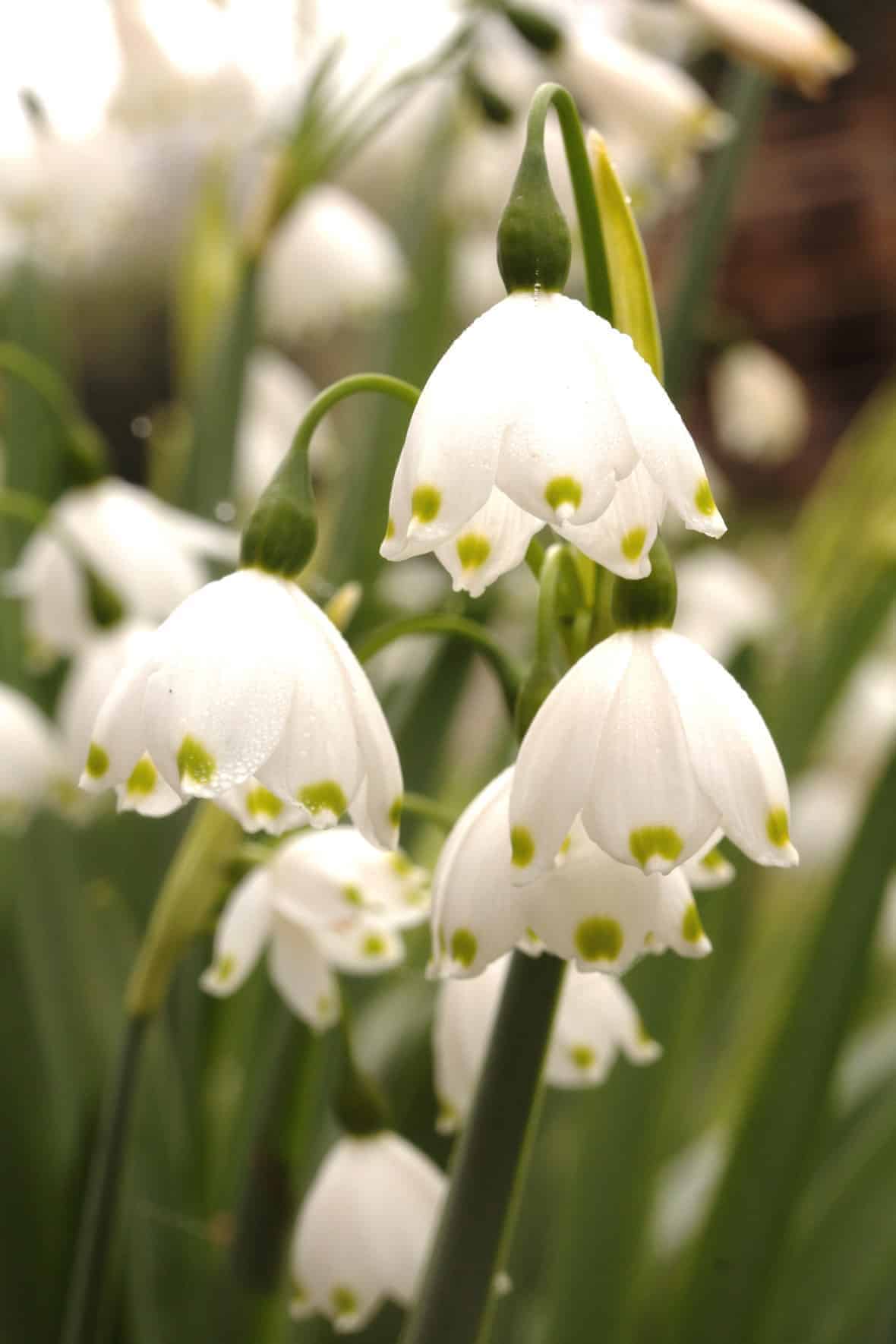 leucojum_aestivum_gravetye_giant_5