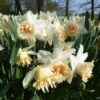 narcissus_petit_four_3