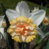 narcissus_petit_four_4