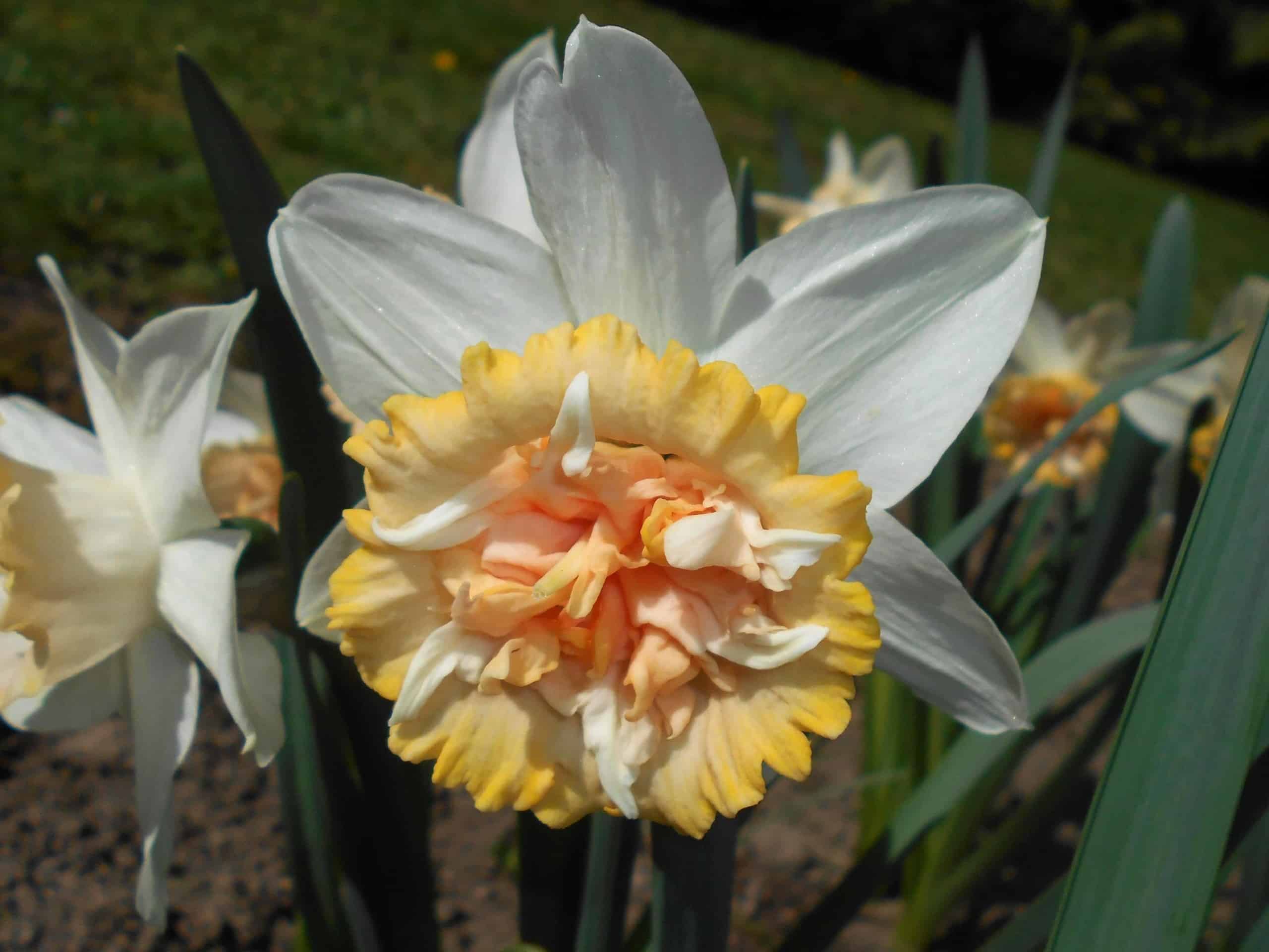 narcissus_petit_four_4