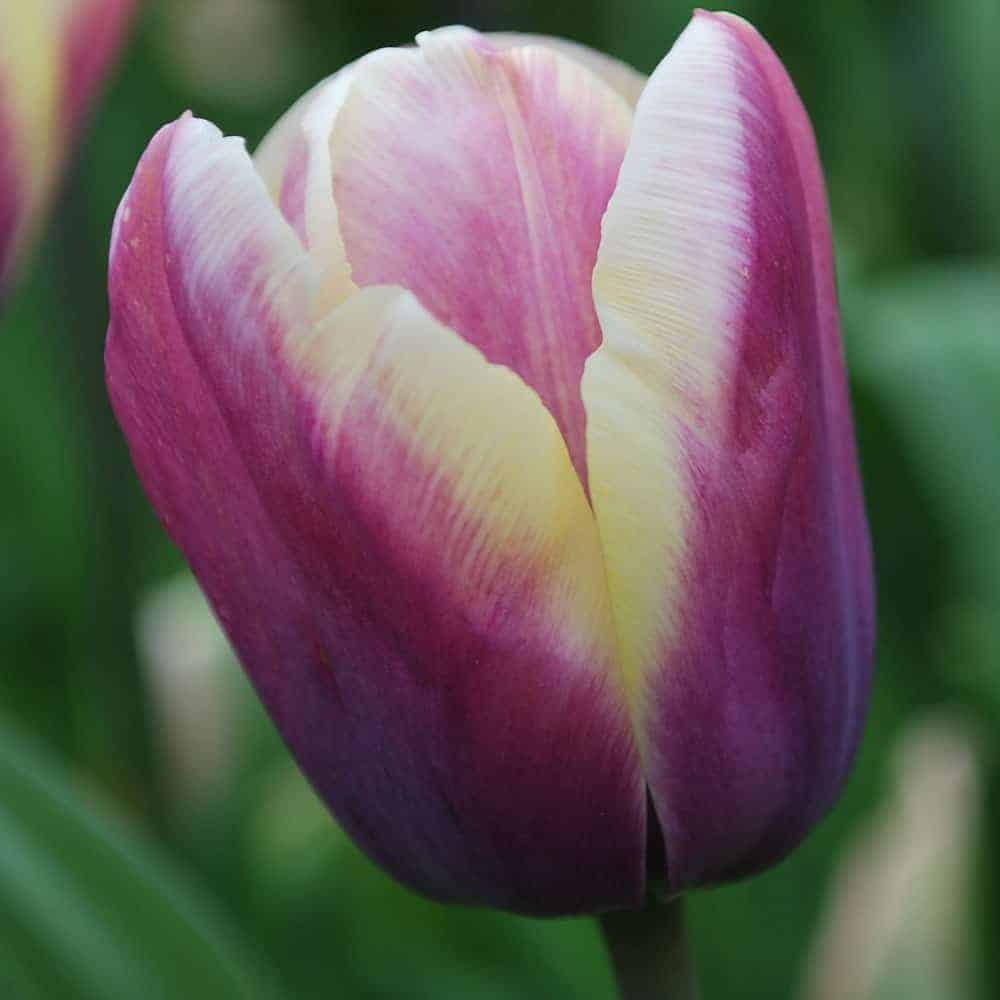 tulipa_atlantis_1